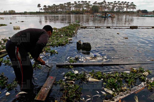 تلوث مياه النيل يضعف انتاجنا من الثروة السمكية - تصوير: مجدى إبراهيم